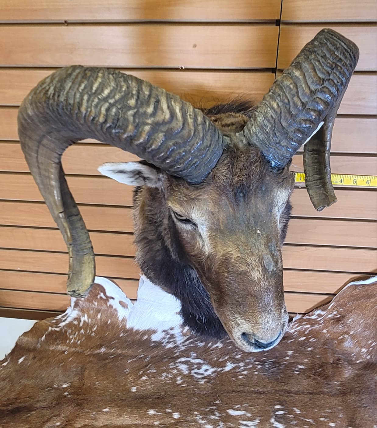 FHRAM300 - Mouflon Head – Taxidermy Mount