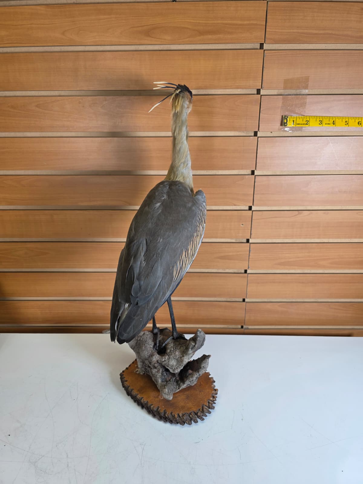 Fhab34 - Whistling Heron – Taxidermy Mount