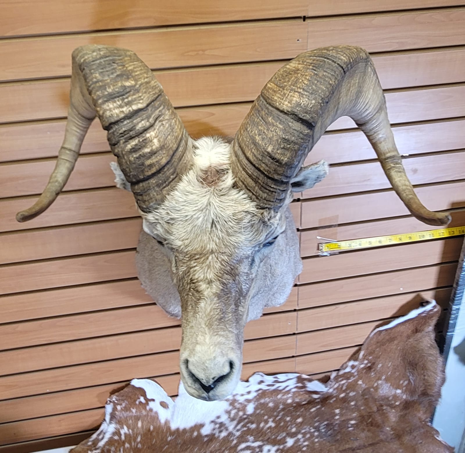 FHRAM301 - Bighorn Sheep Head – Taxidermy Mount