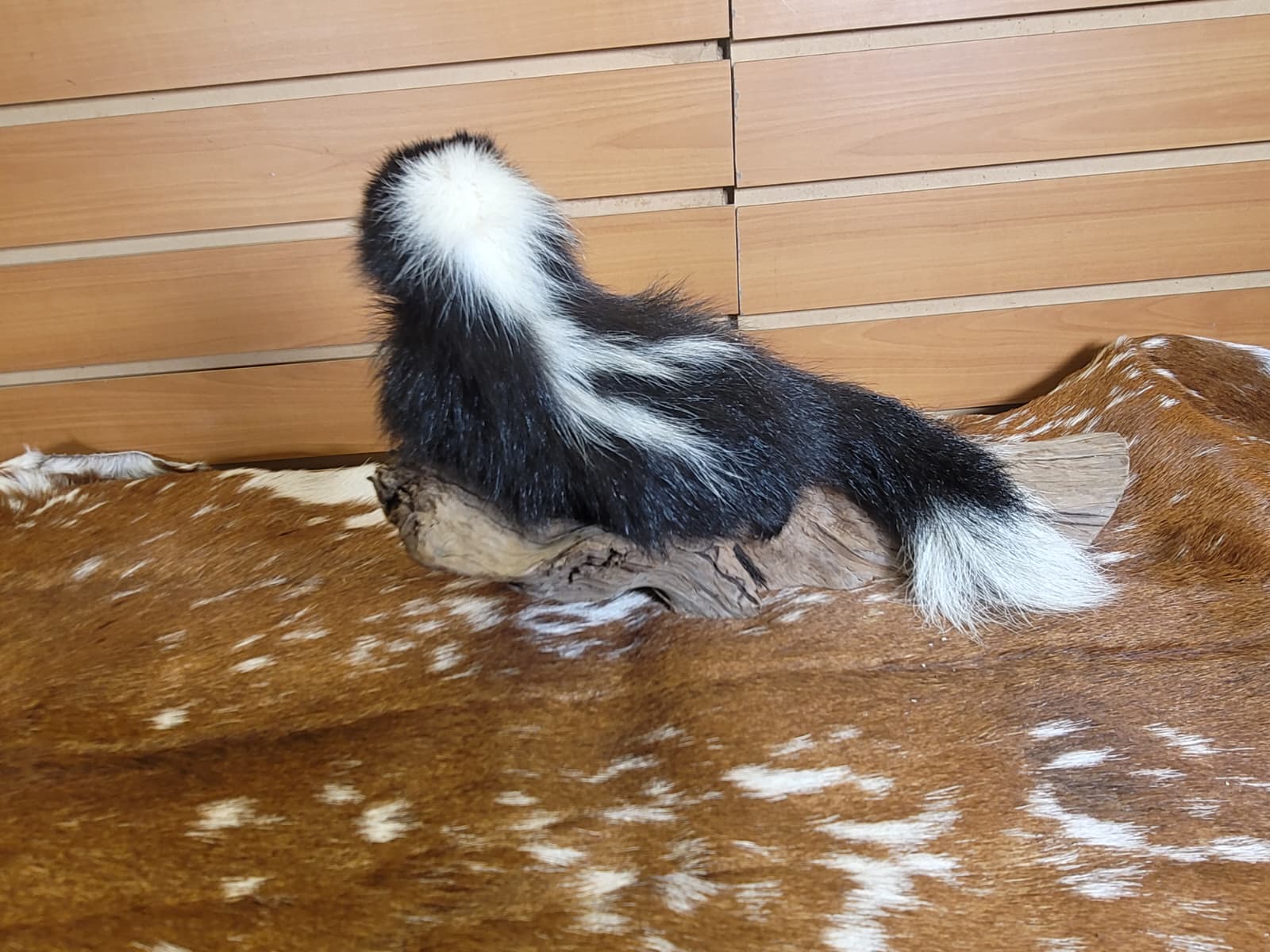 FHSKU313 - Full-Body baby Skunk Taxidermy Mount