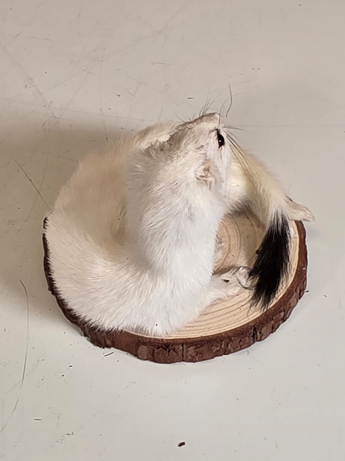 Fhck160 - Beautiful Adorable Weasel Ermine Small Animal Taxidermy