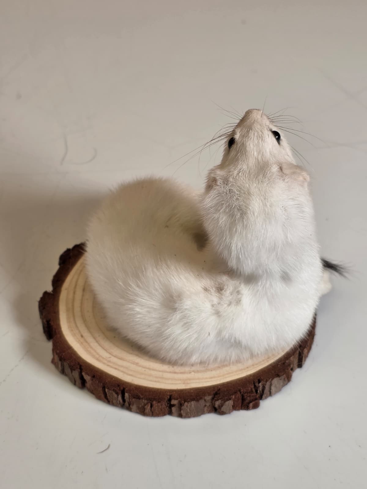 Fhck152 - Beautiful Adorable Weasel Ermine Small Animal Taxidermy