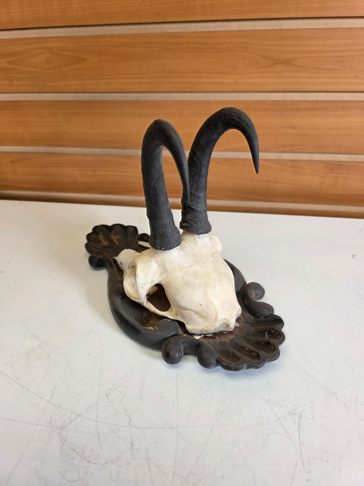 Jtv309 - Chamois Head Skull – Taxidermy Specimen (Incomplete)