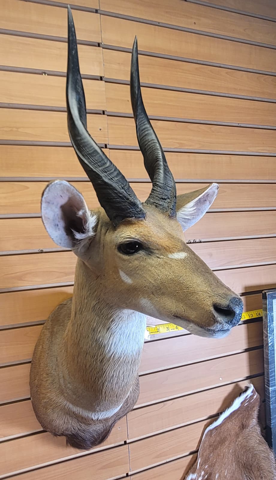 FHFF301 - Bushbuck Head – Taxidermy Mount