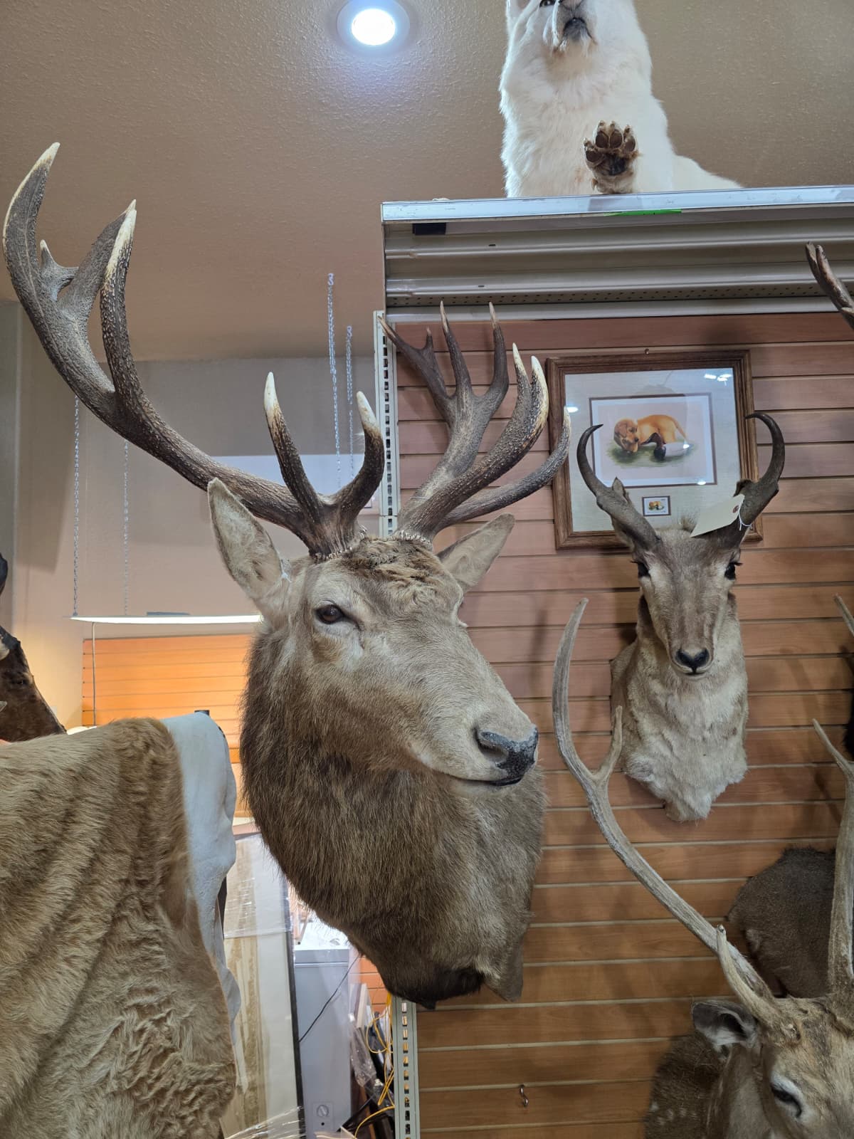 Jtv321 - Red Stag Shoulder Mount Taxidermy – Majestic Trophy Wall Display