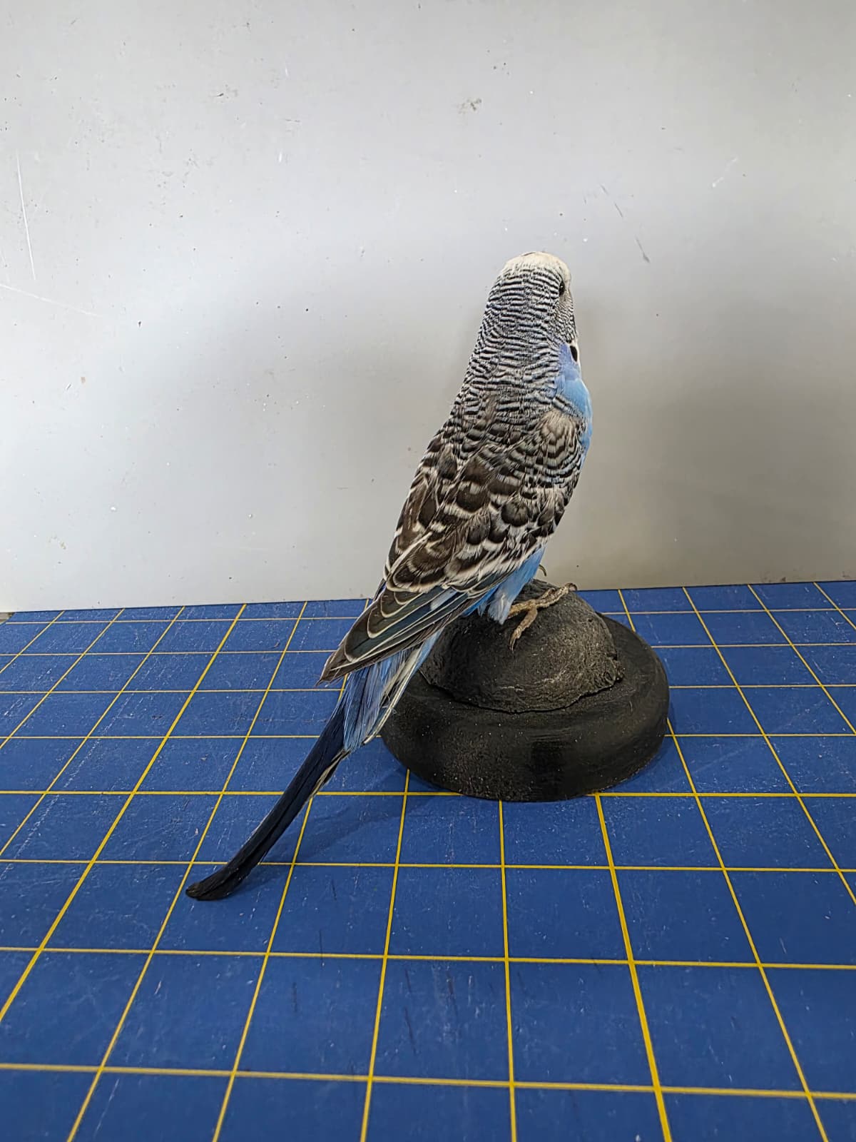 Fhyen3 - Blue Parakeet Taxidermy Mount – Natural Rock Display