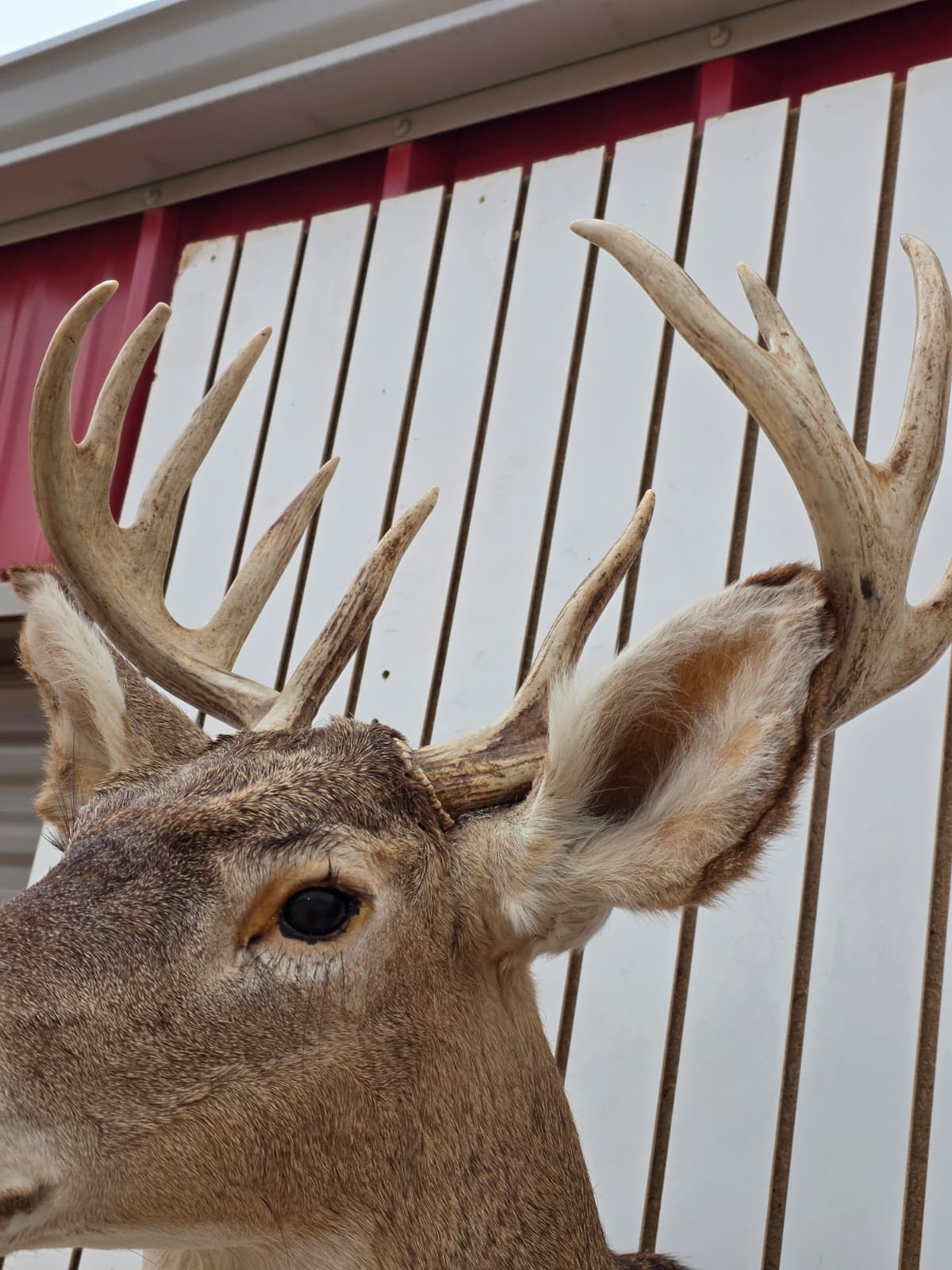 Fhdar3 - White-Tailed Deer Shoulder Mount – Taxidermy Wall Display