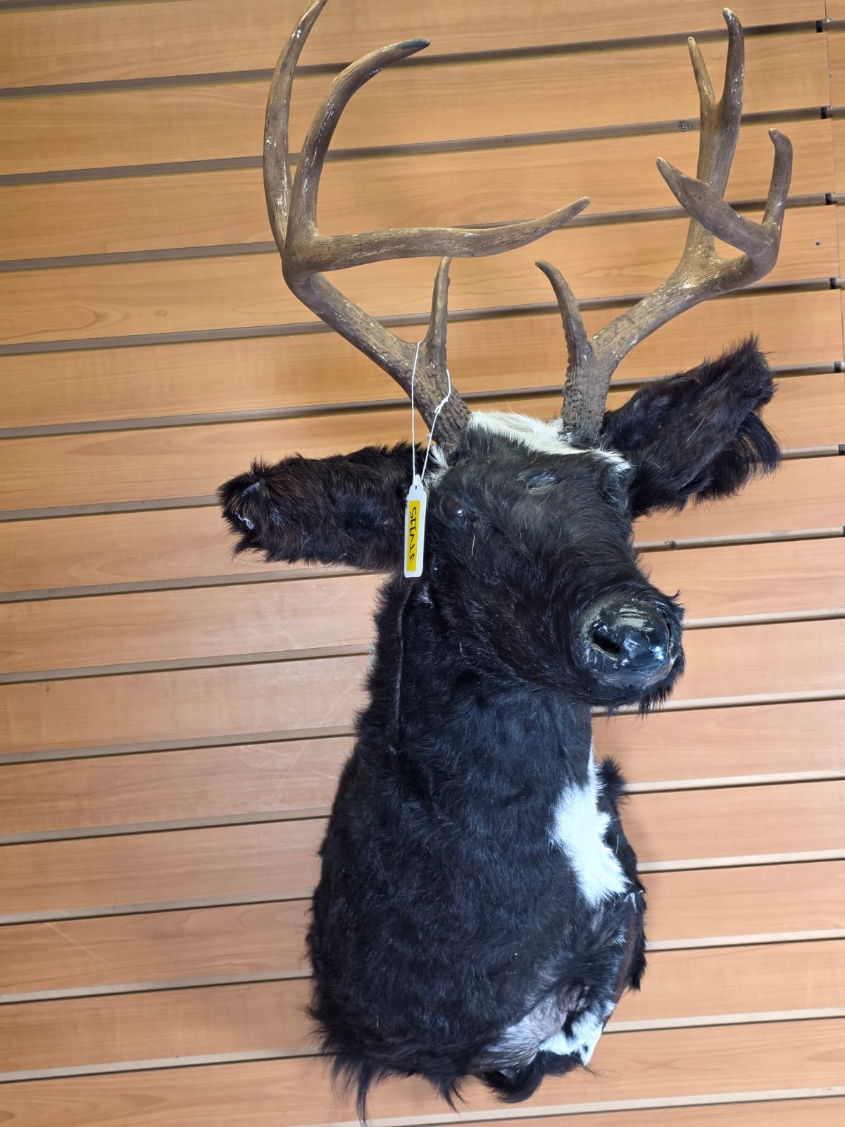 Jtv115 - Replica Deer/Elk Head – Taxidermy Mount with Large Branched Antlers