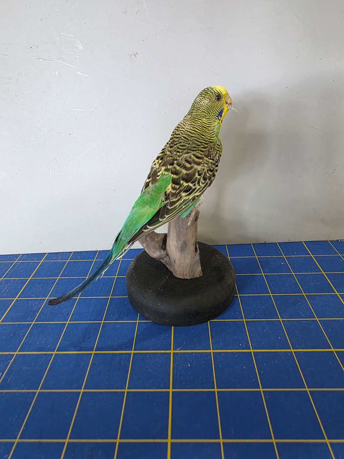 Fhyen1 - Parakeet Taxidermy Mount – Lifelike Decorative Display