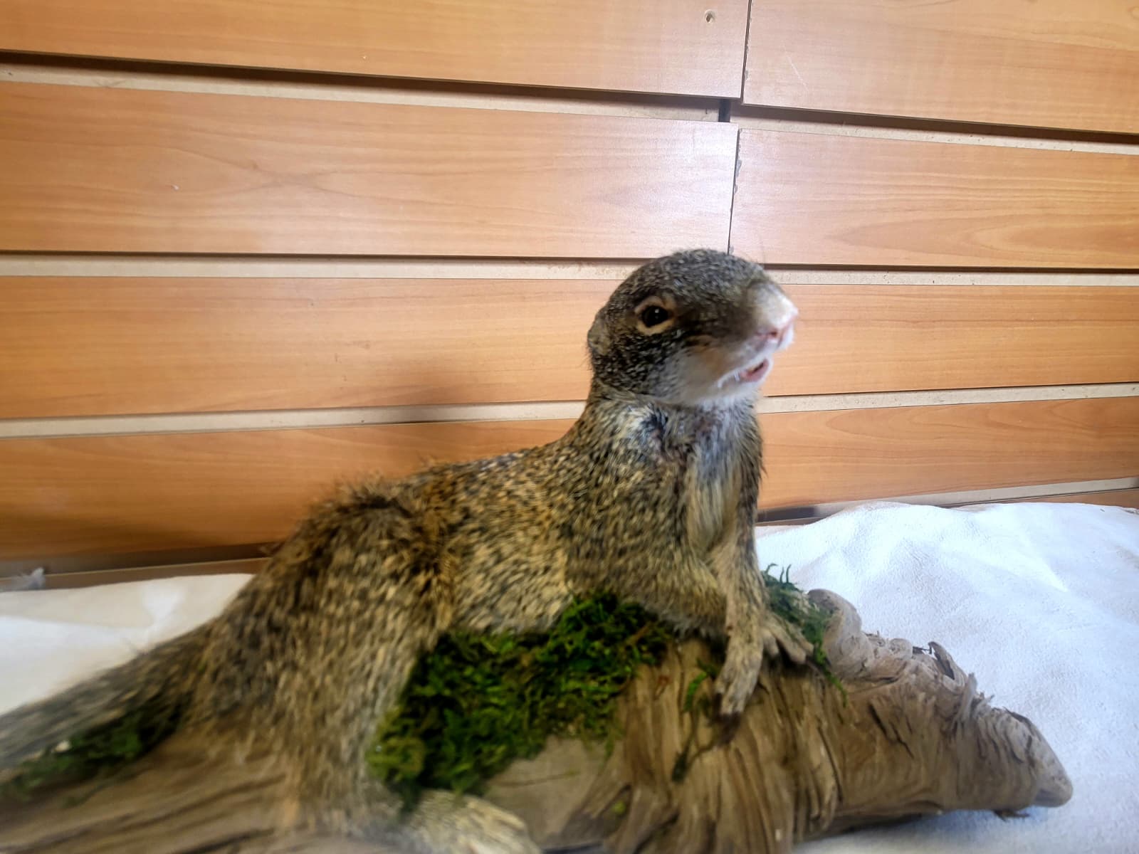 FHSQ300 - Franklin’s Ground Squirrel – Full Body Taxidermy Mount