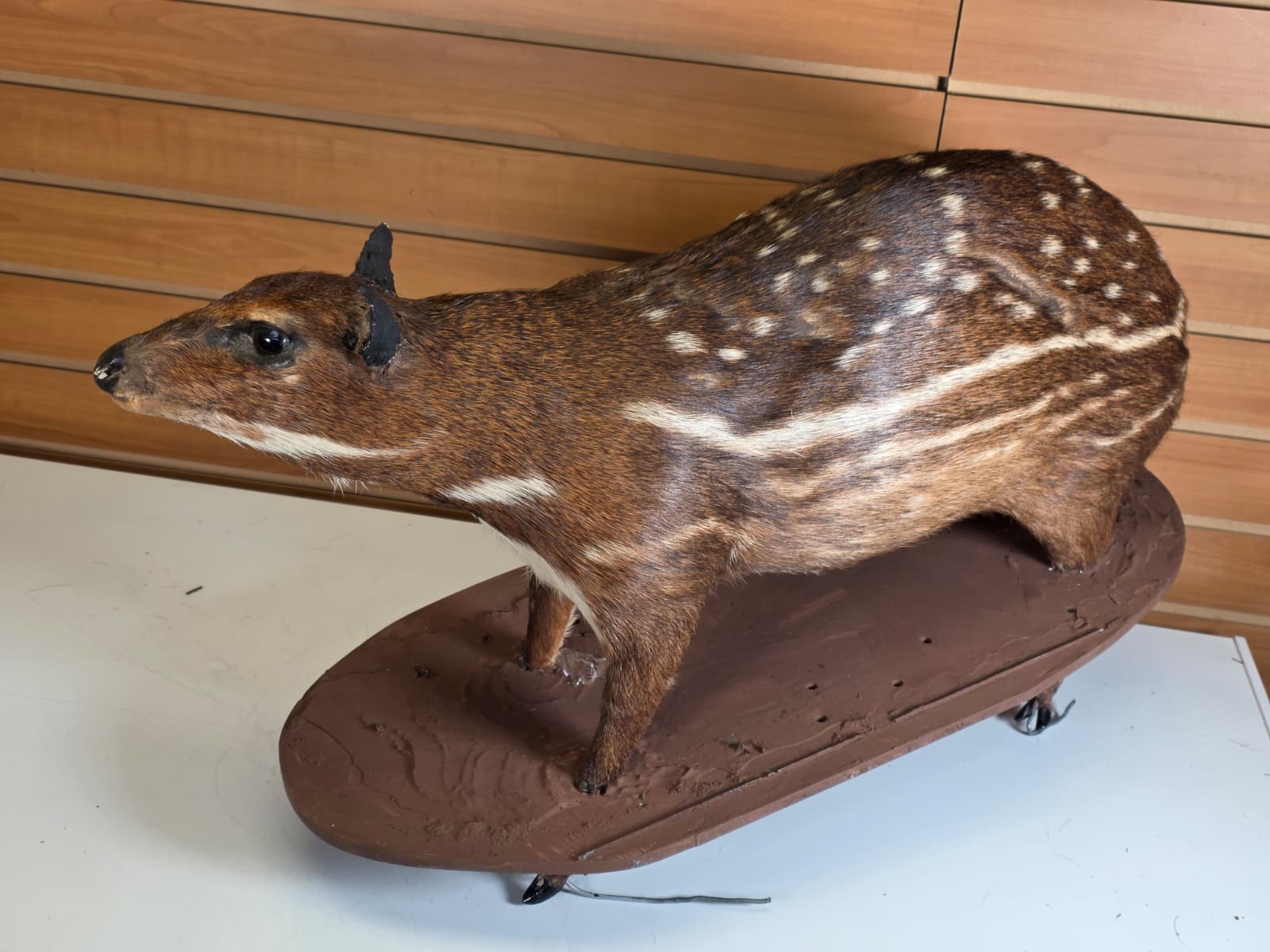 FHAB32 - Taxidermy Lowland Paca