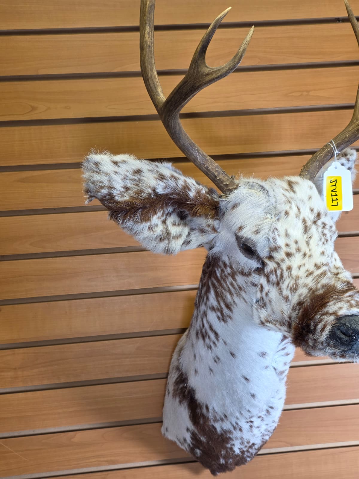 Jtv117 - Replica Deer Head and Neck – Taxidermy Mount