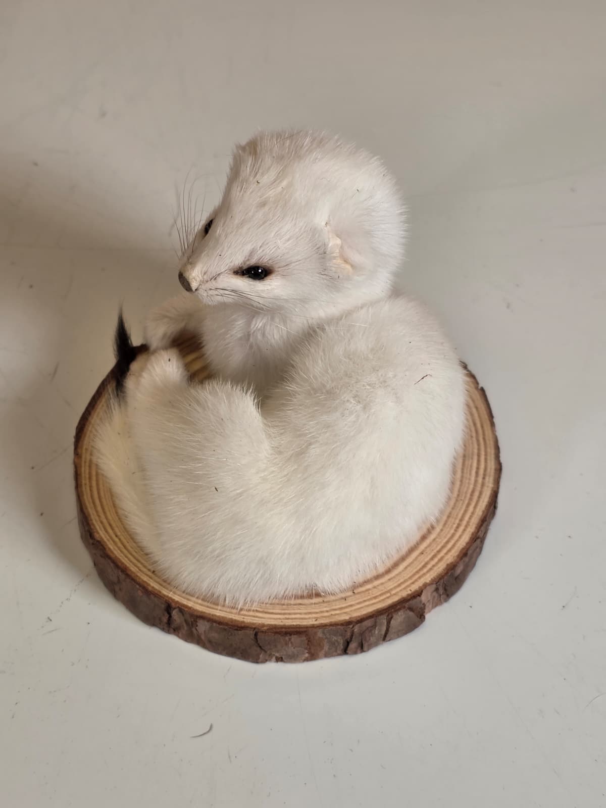 Fhck165 - Beautiful Adorable Weasel Ermine Small Animal Taxidermy