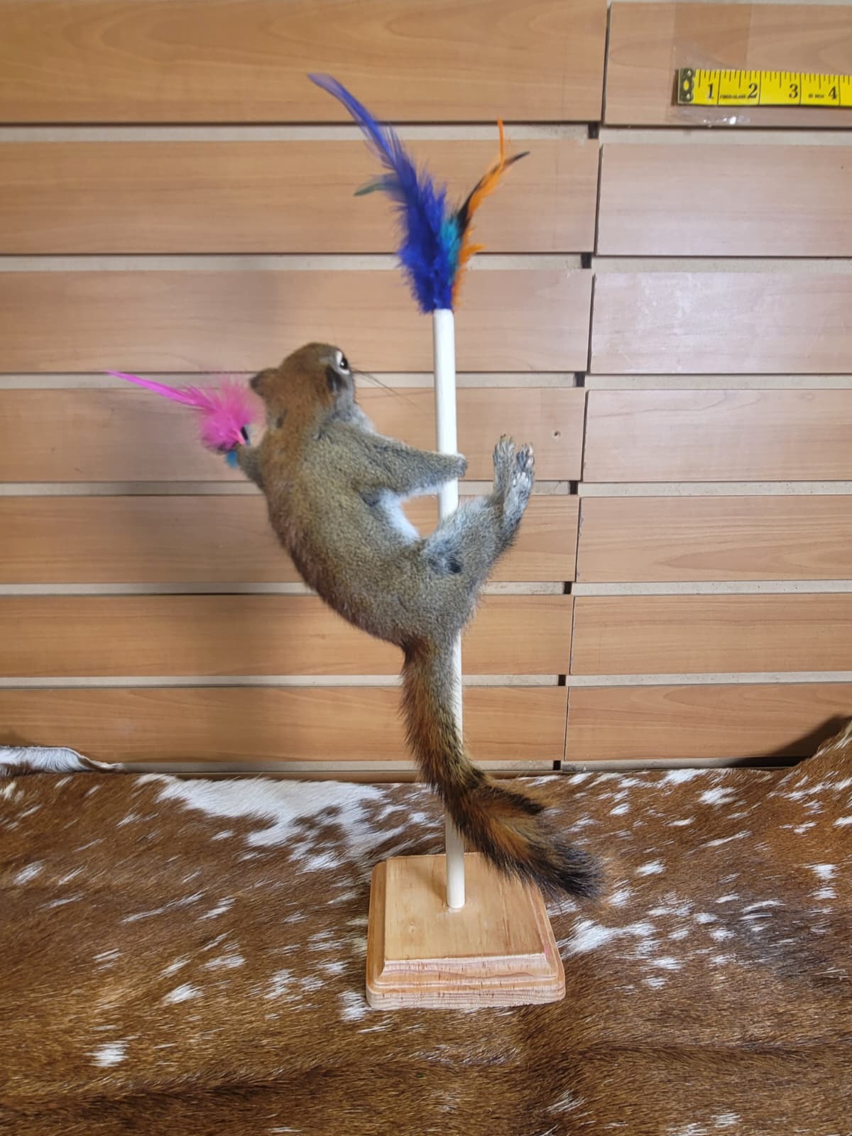 FHSQ302 - Stripping American Red Squirrel Taxidermy Mount