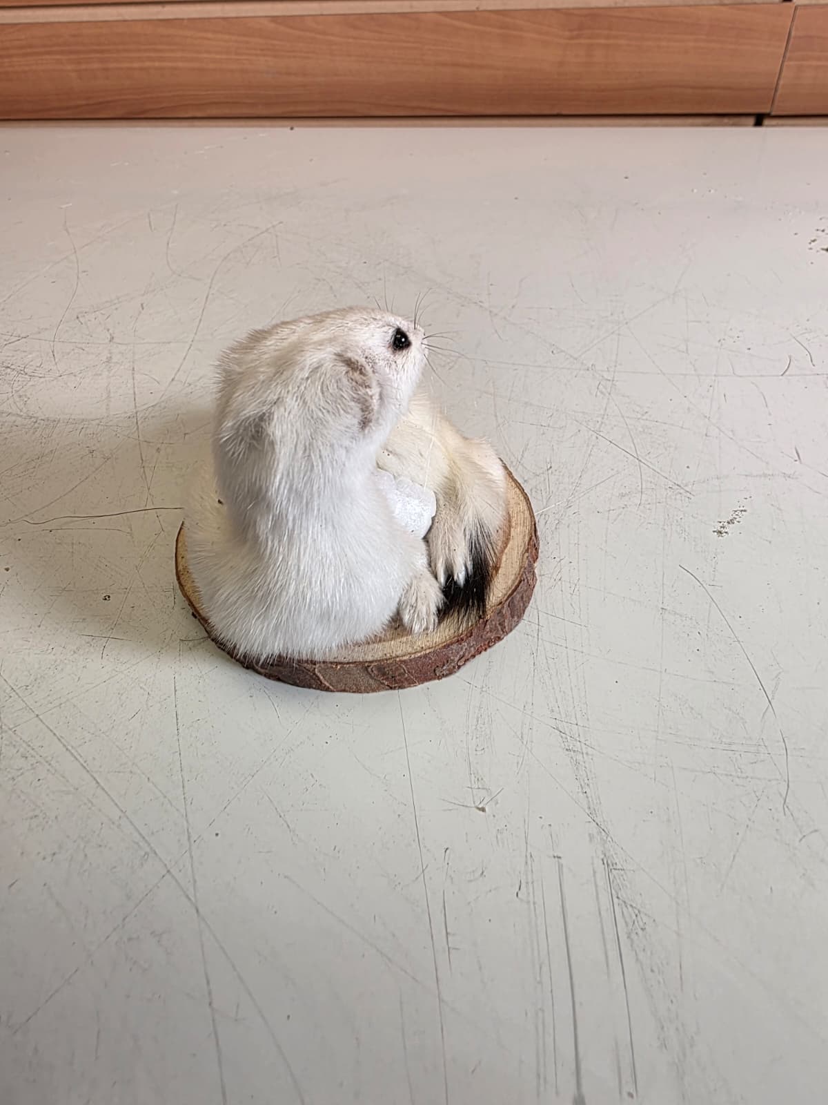 Fhck157 - Beautiful Adorable Weasel Ermine Small Animal Taxidermy