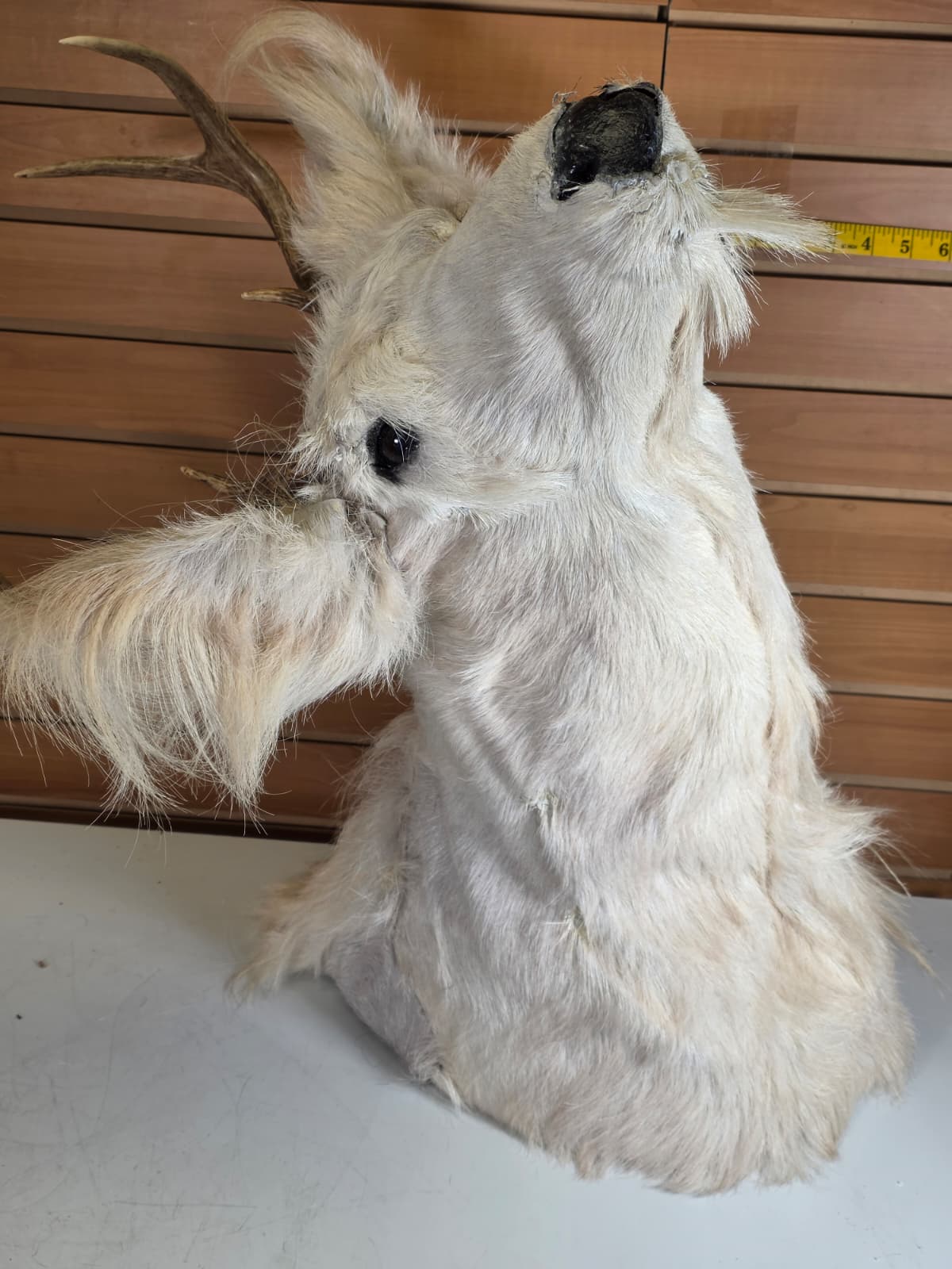 Jtv114 - replica White-Coated Deer with Long Ears – Taxidermy Mount with Branched Antlers