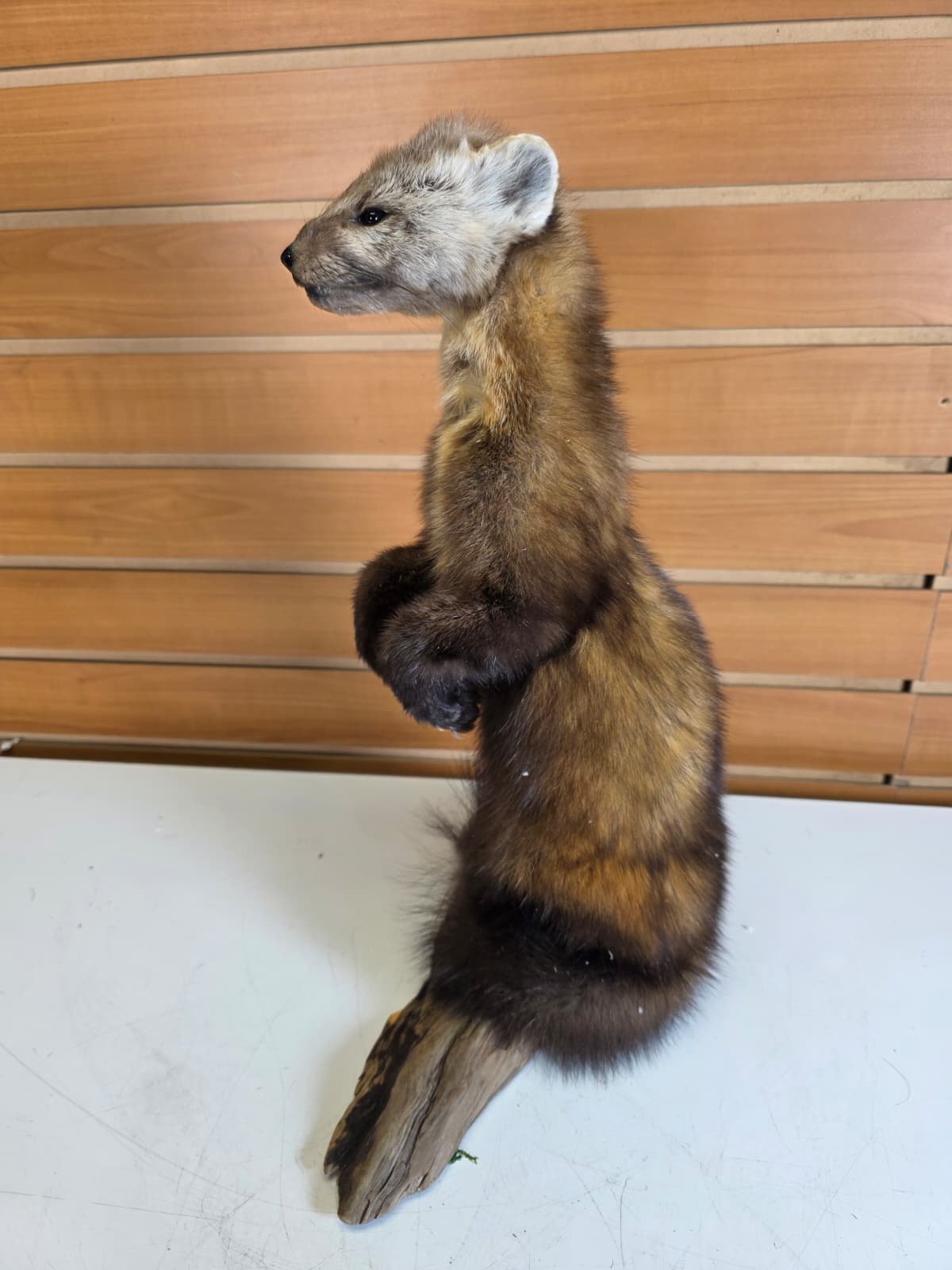 Fhck154 - Taxidermy Marten full body mount