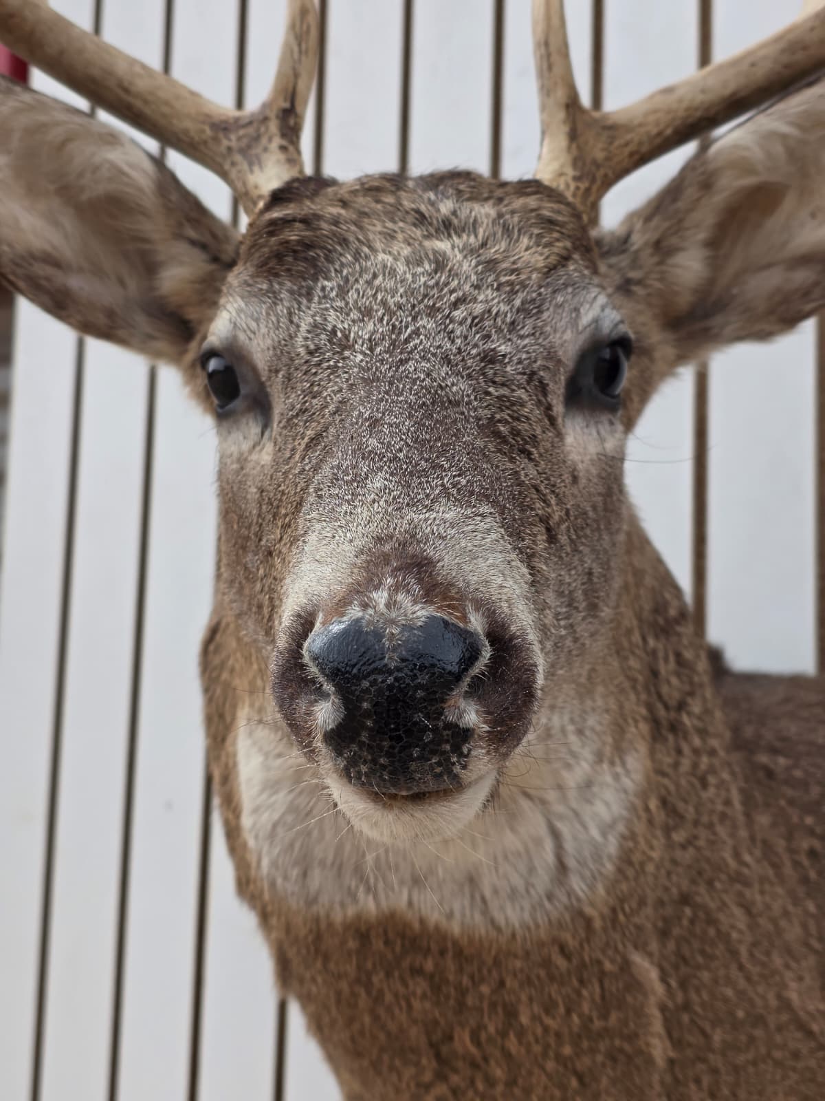 Fhdar2 - White-Tailed Deer Shoulder Mount – Taxidermy Wall Display