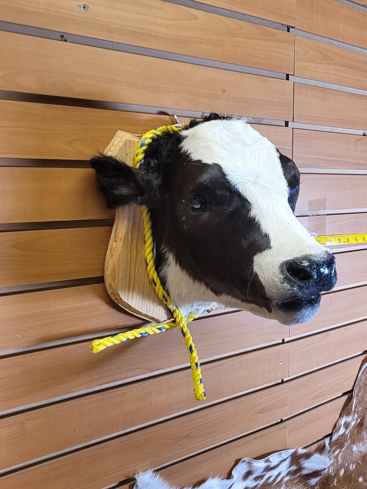 FHCOW303 - Mounted Calf Head – Taxidermy