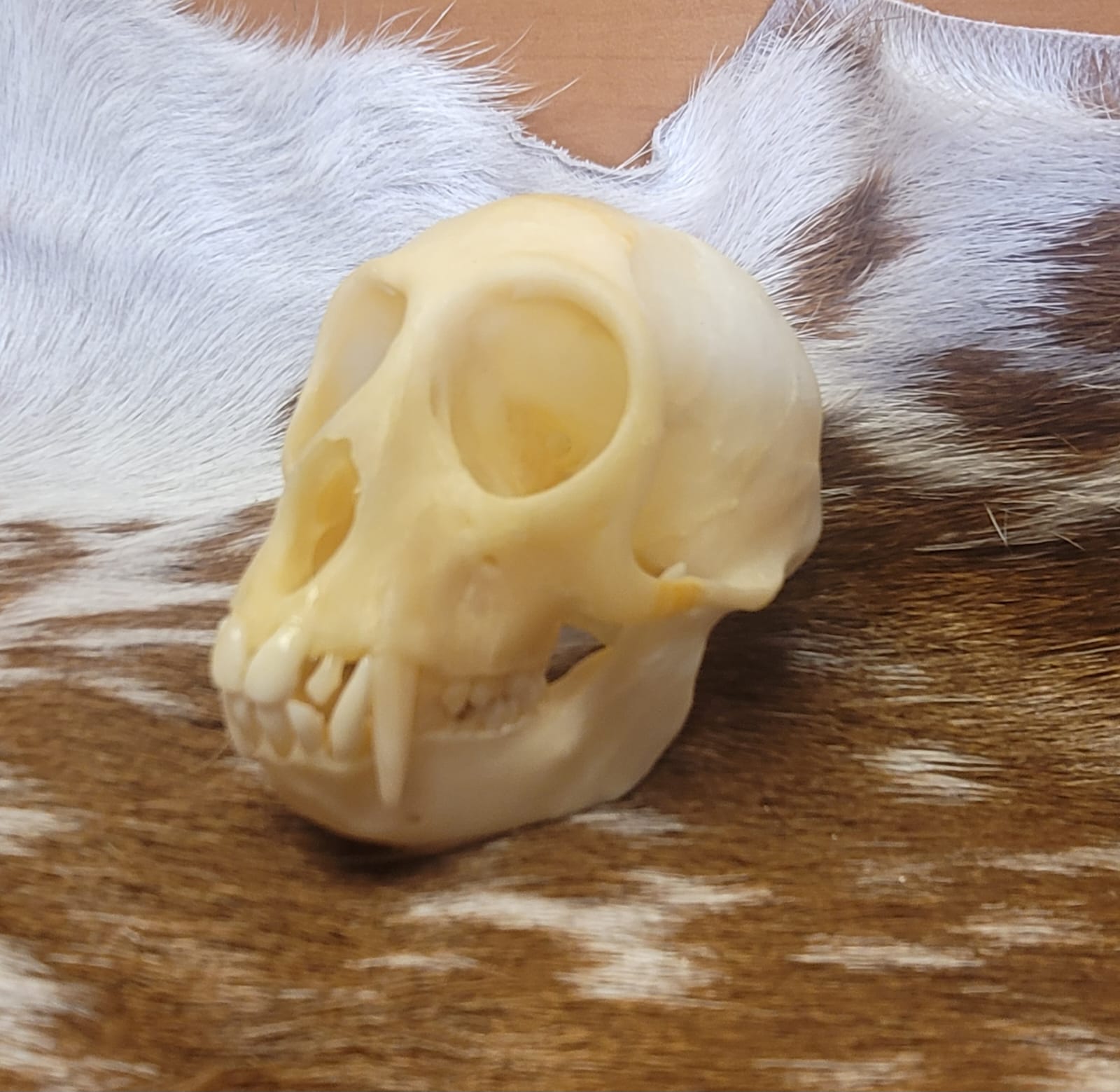 FHPS301 - Tufted Capuchin real monkey skull