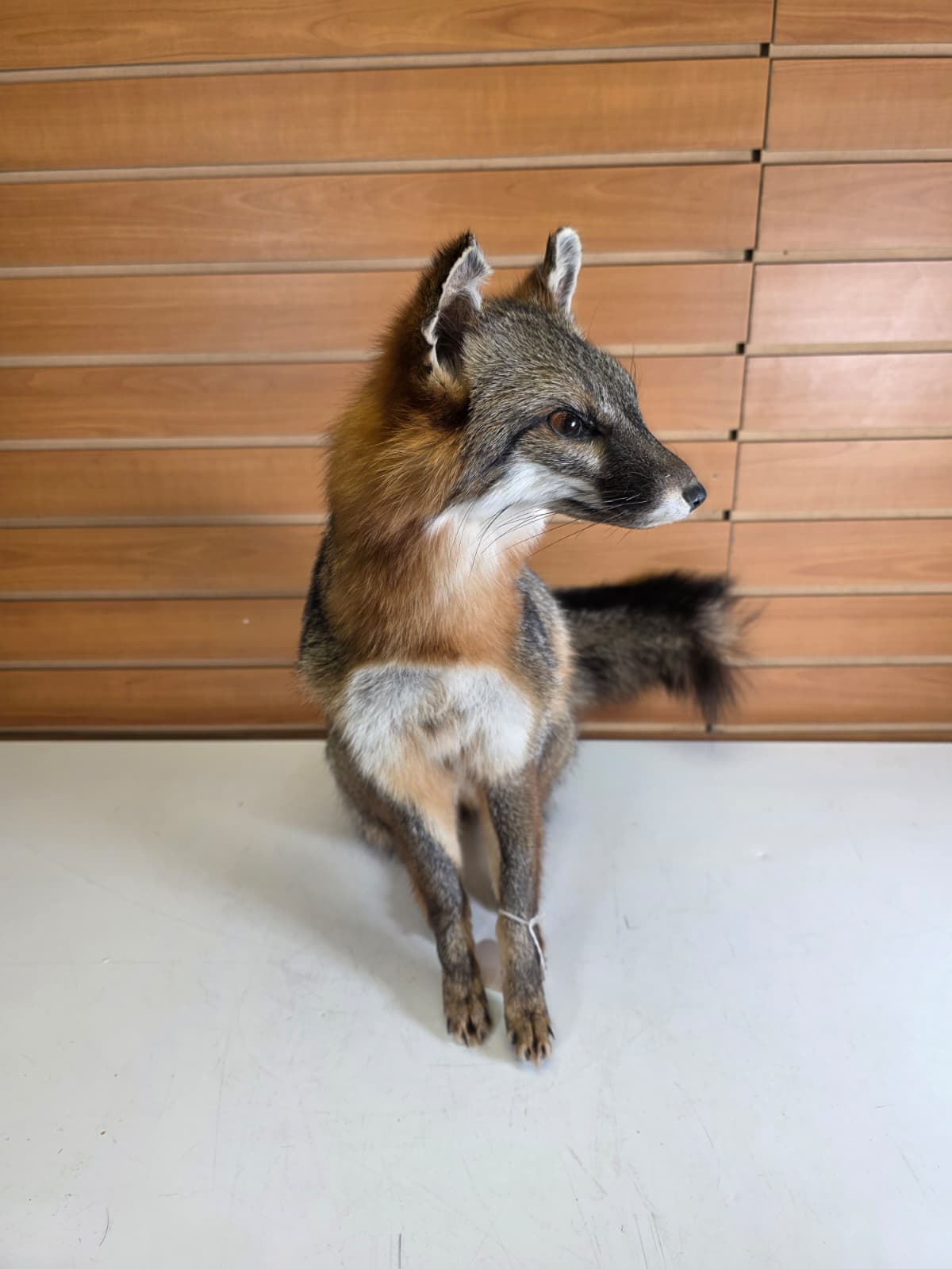 FHfox2 - Grey Fox Taxidermy Mount – Natural Wildlife Display