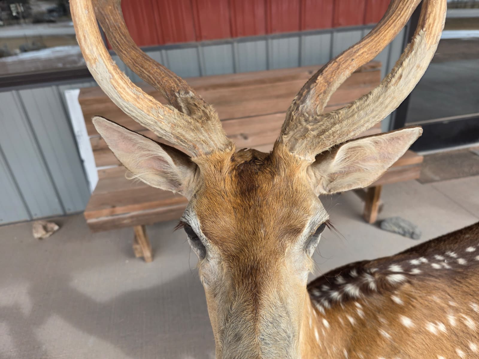 JTV320A - Axis Deer Taxidermy Mount – Exotic Spotted Trophy Display