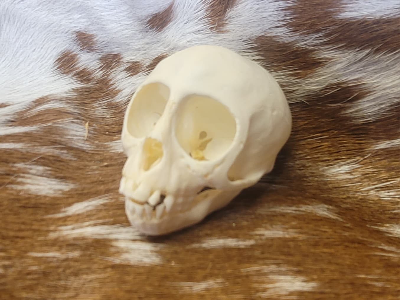 FHPS303 - Red-handed tamarin real monkey skull