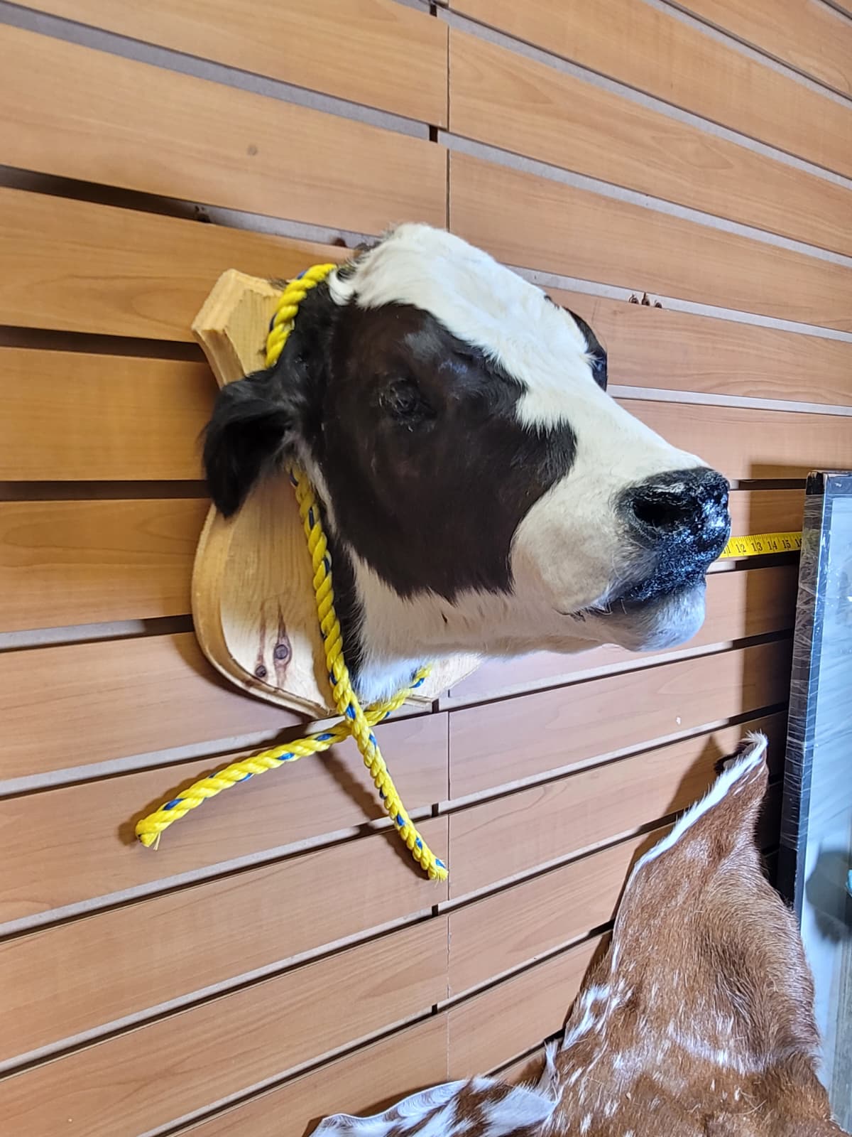 FHCOW306 - Mounted Calf Head – Taxidermy