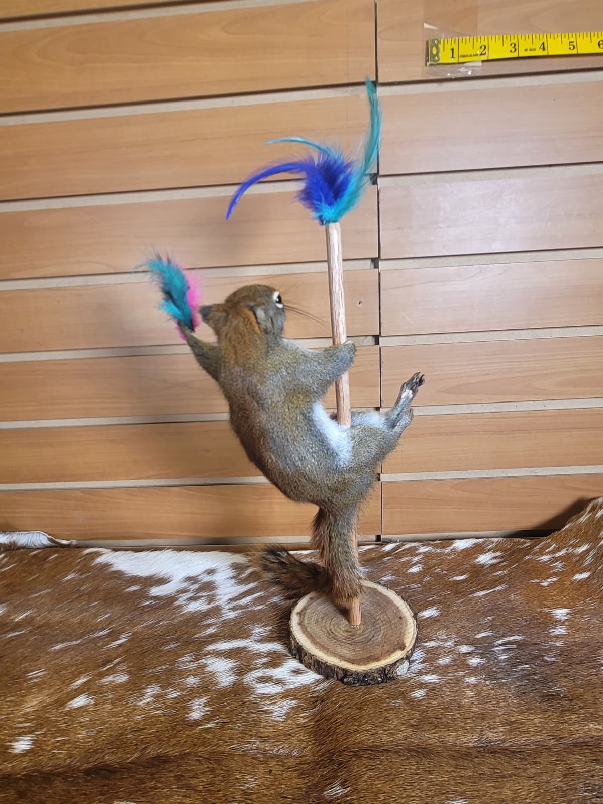 FHSQ305 - Stripping American red squirrel taxidermy mount