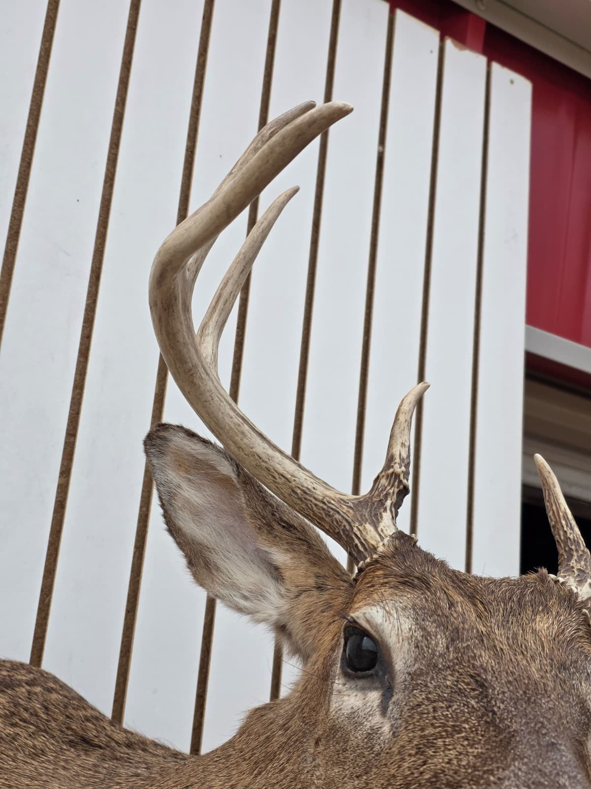 Drmq106 - White-Tailed Deer Shoulder Mount – Taxidermy Wall Display
