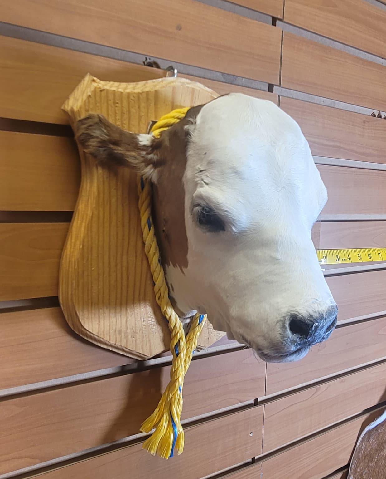 FHCOW309 - Mounted Calf Head – Taxidermy