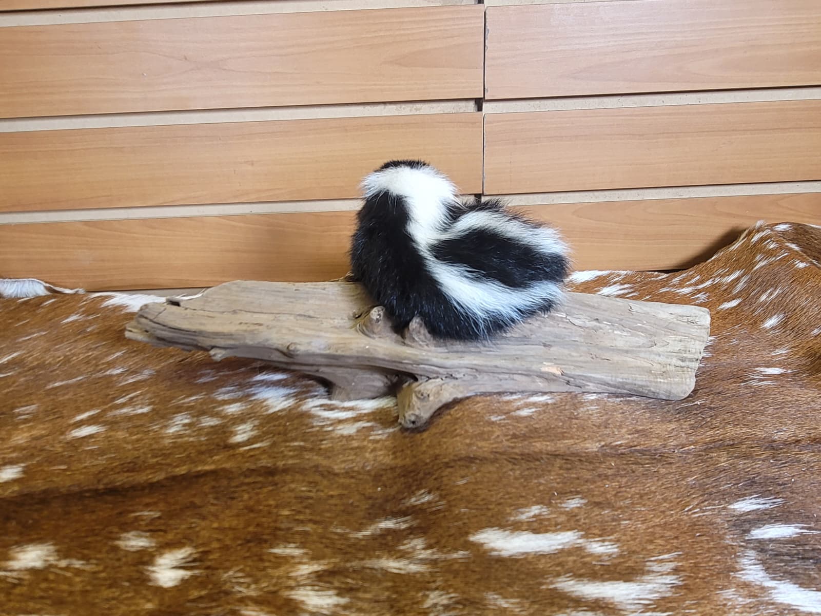 FHSKU311 - Full-Body baby Skunk Taxidermy Mount