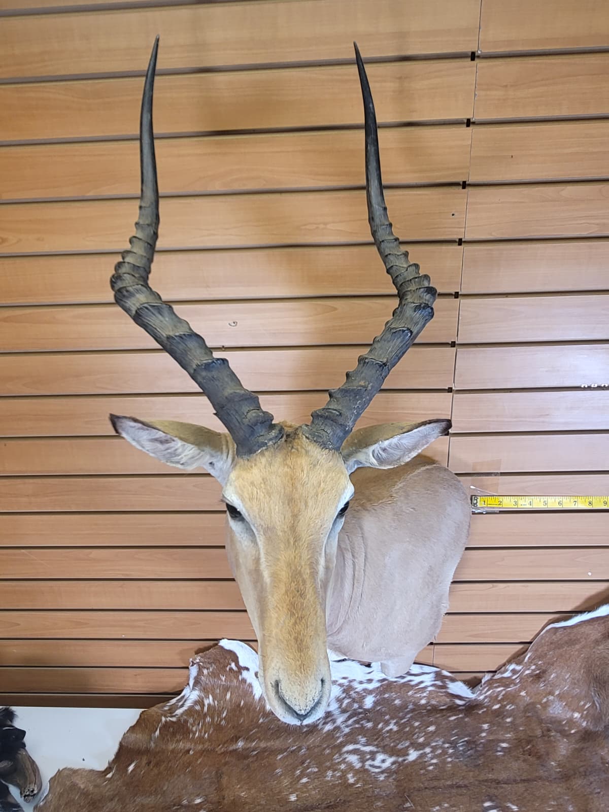 FHFF300 - Impala Head (Aepyceros melampus) – Taxidermy Mount