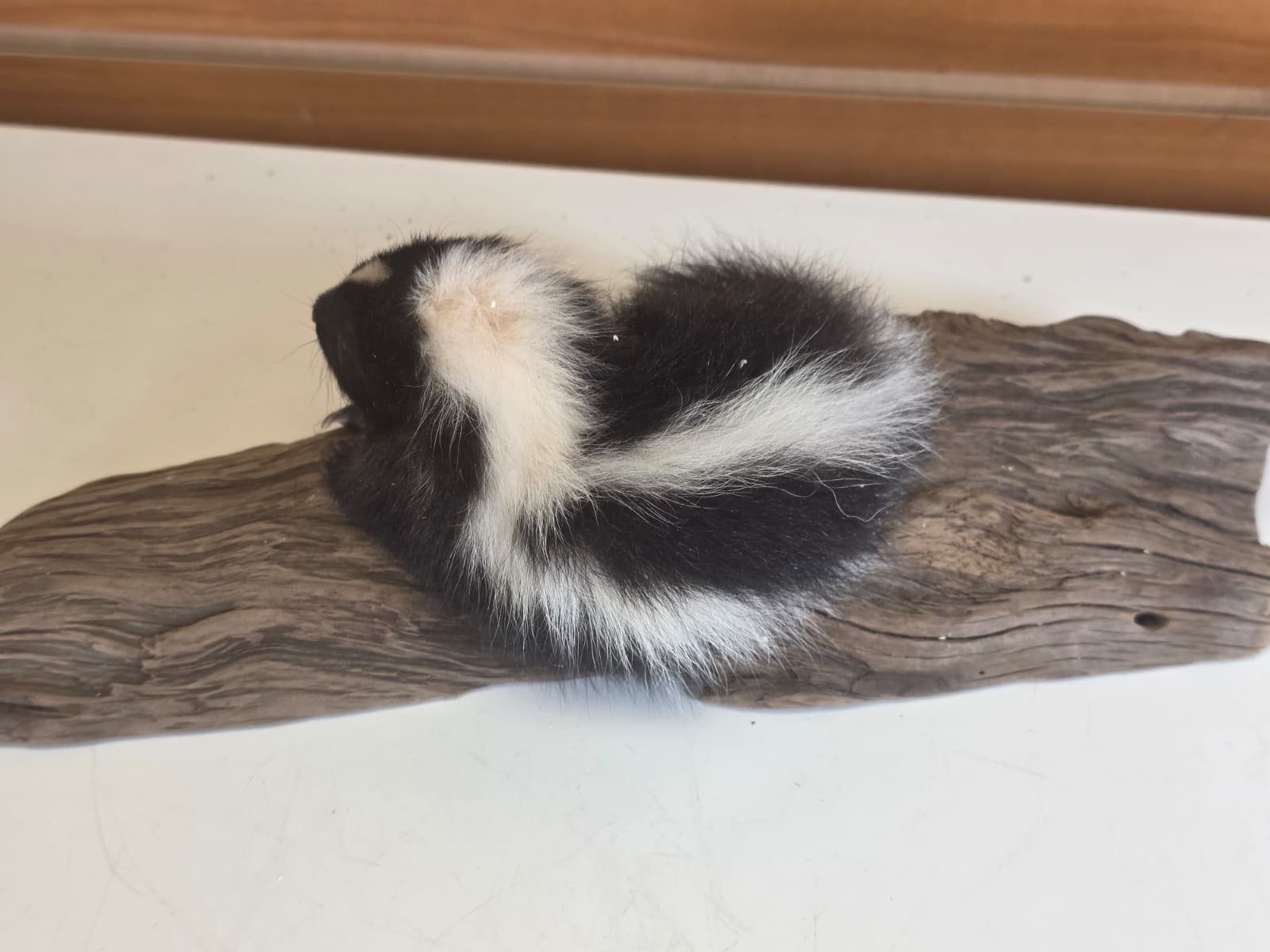 FHCK150 - baby skunk taxidermy mount