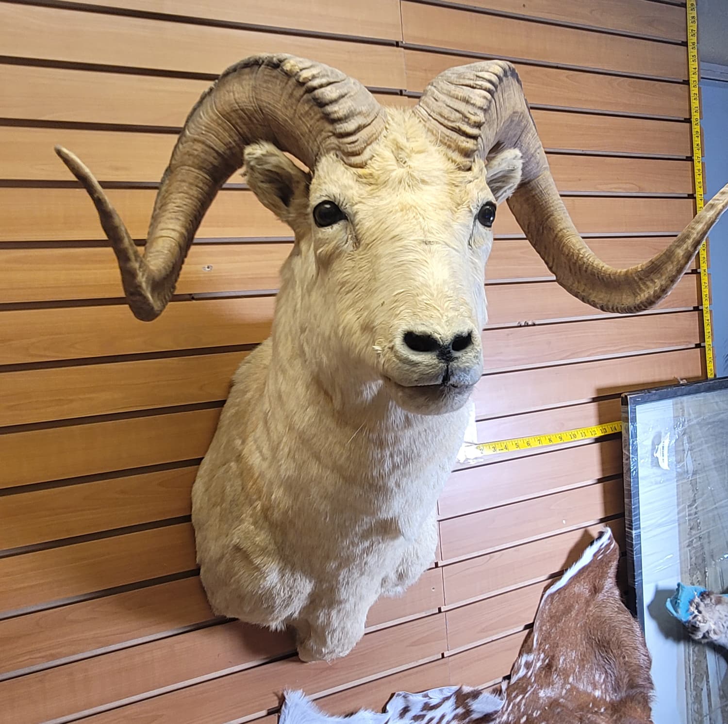 FHRAM302 - Dall Sheep Head – Taxidermy Mount
