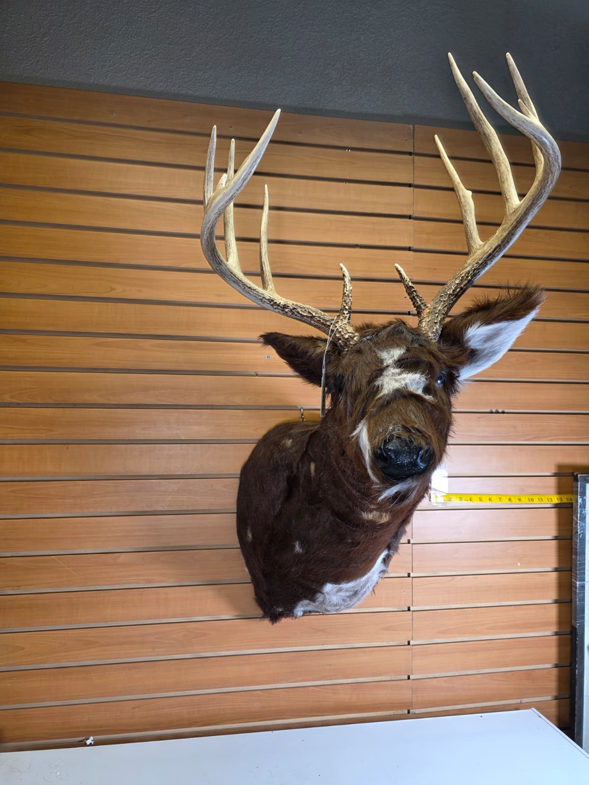 Jtv112 - replica-Tailed Deer – Taxidermy Mount