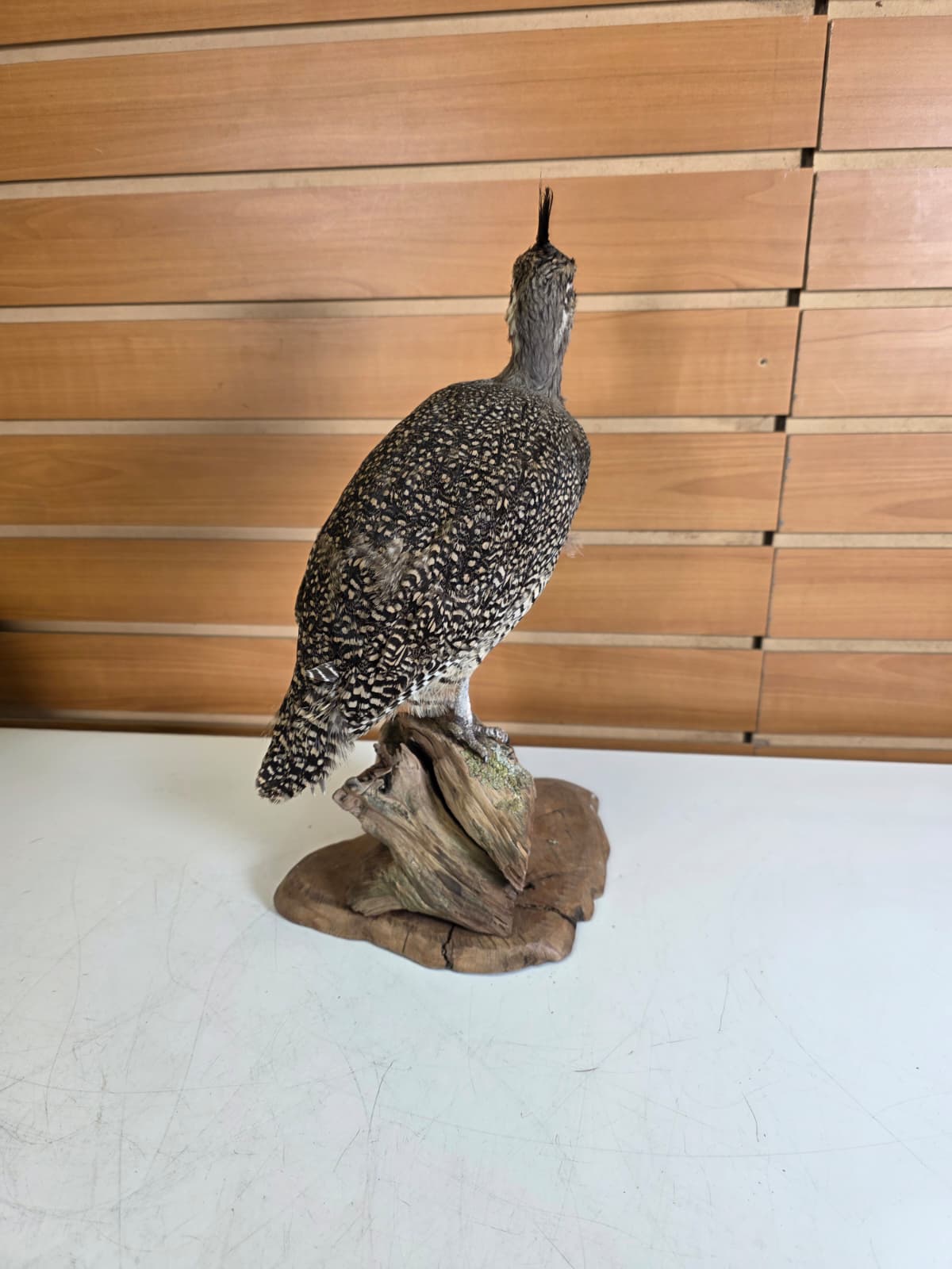 Jtv311 - Crested Tinamou – Taxidermy Mount