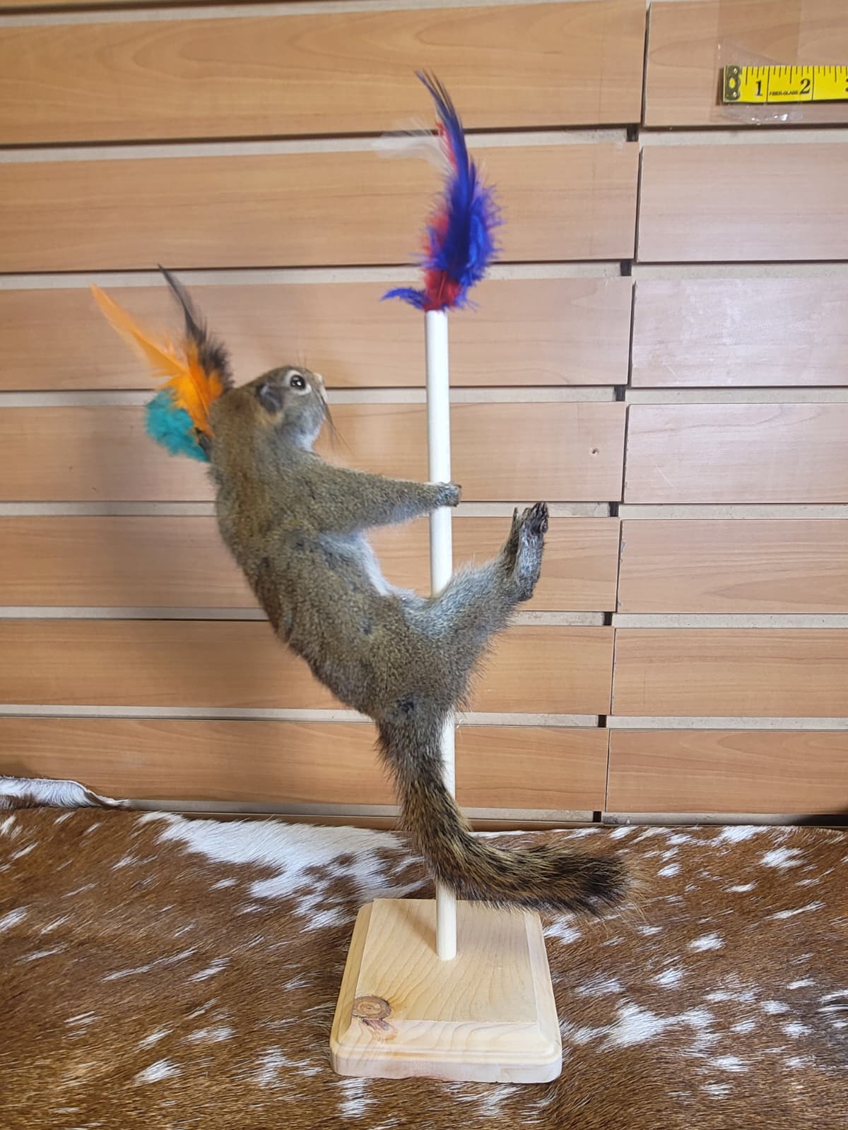 FHSQ301 - Stripping American Red Squirrel Taxidermy Mount