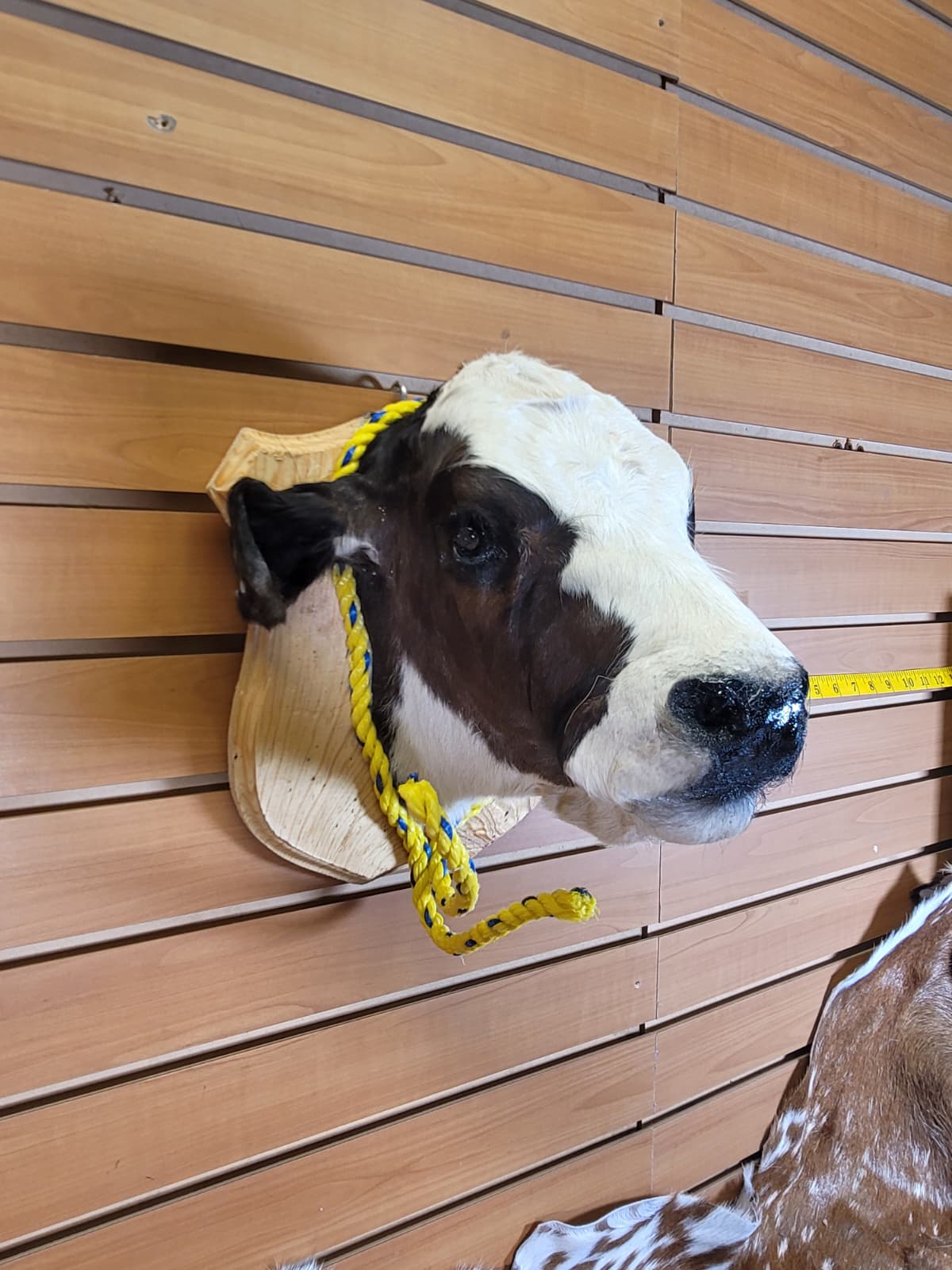 FHCOW302 - Mounted Calf Head – Taxidermy