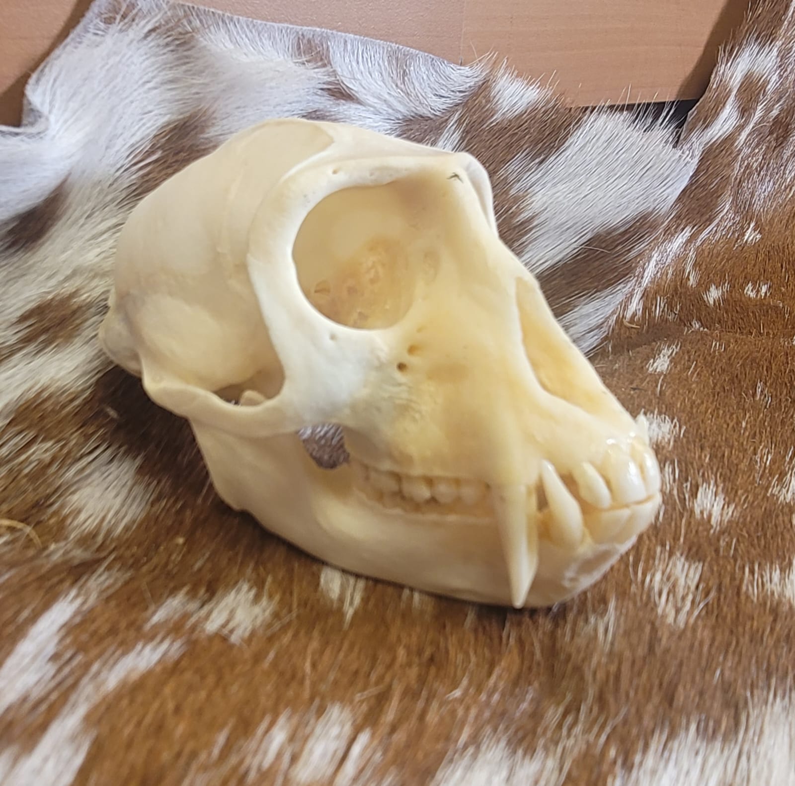 FHPS302 - Colobus real monkey skull