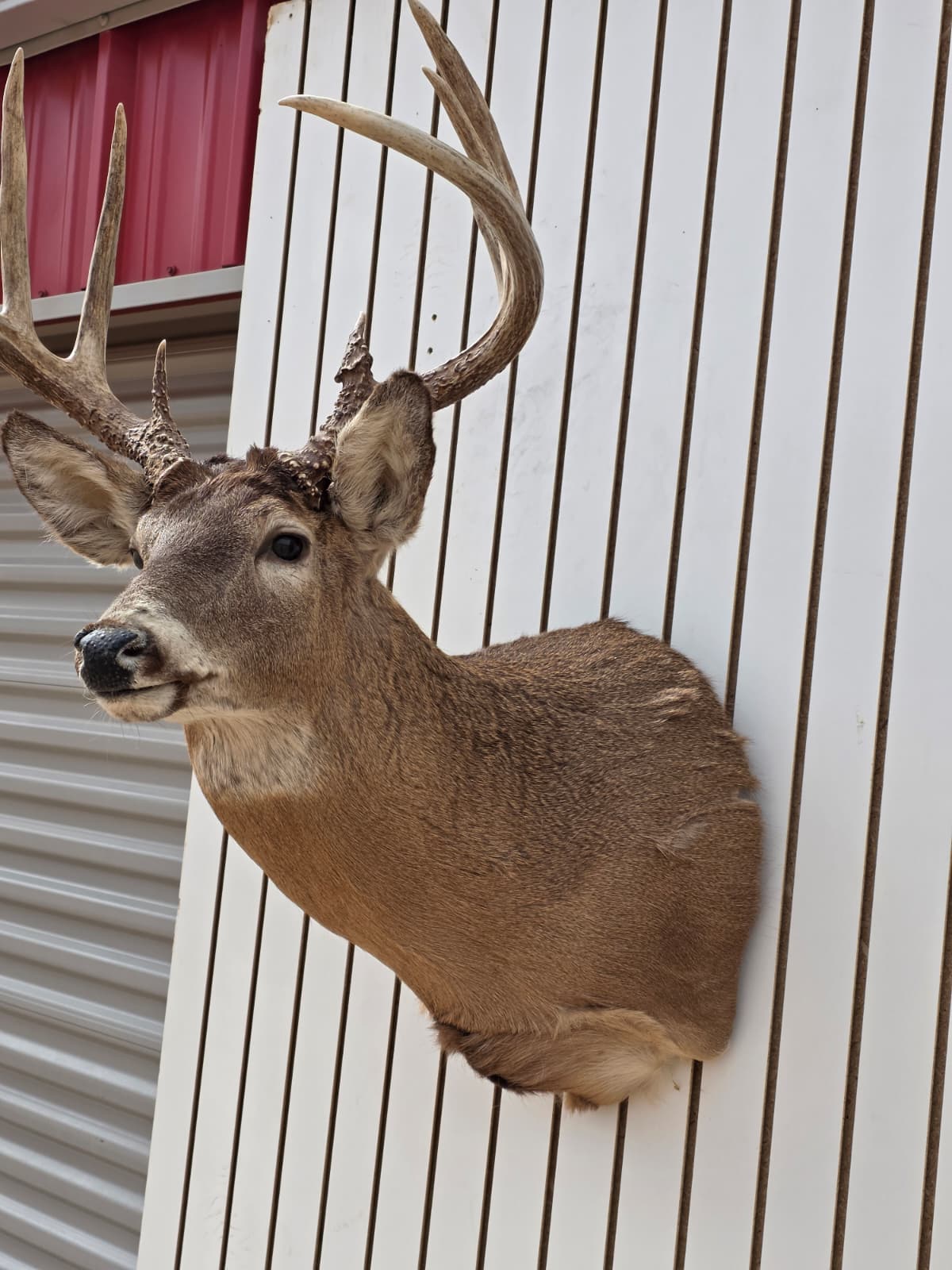 Drmq102 - White-Tailed Deer Shoulder Mount – Taxidermy Wall Display