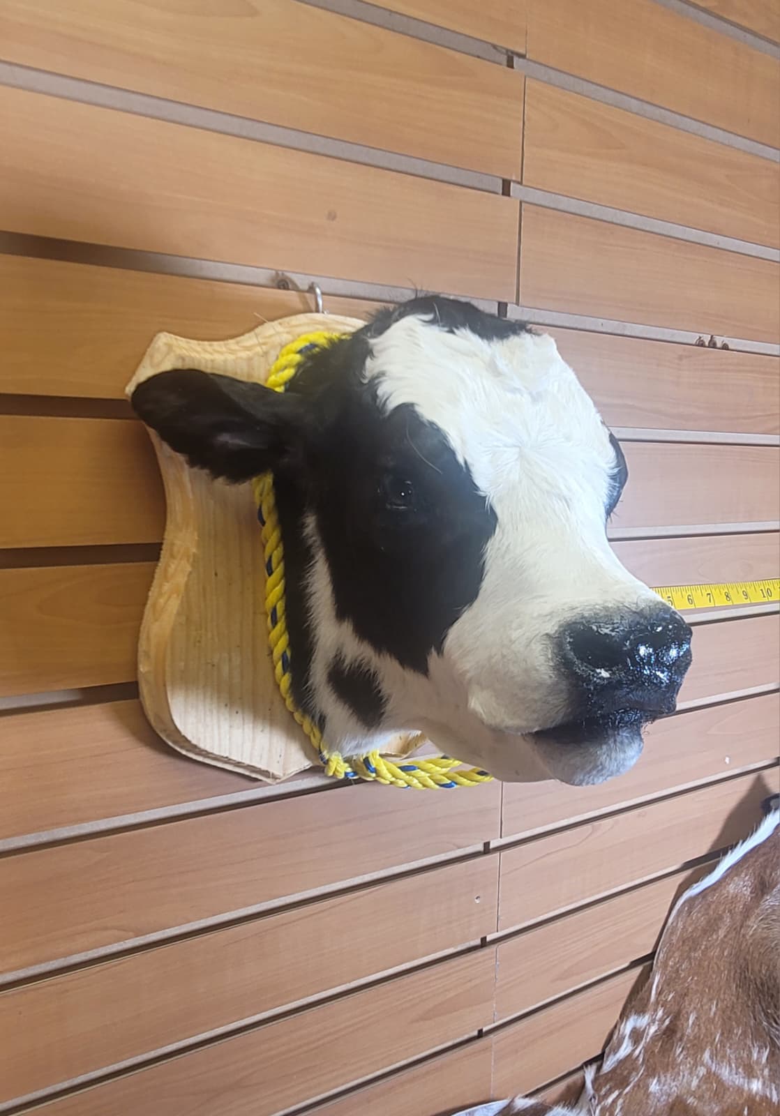 FHCOW307 - Mounted Calf Head – Taxidermy