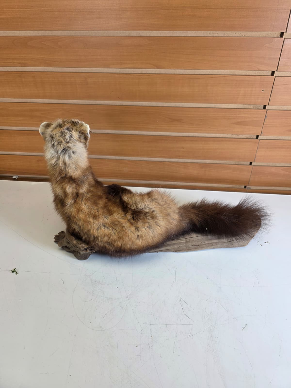 Fhck156 - Taxidermy Marten full body mount