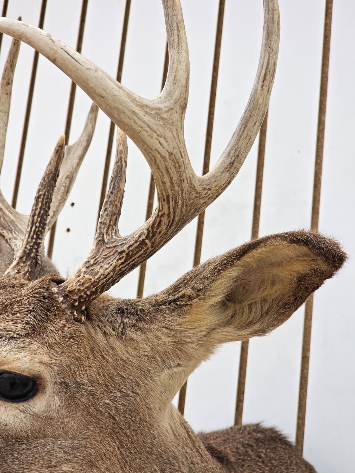 Fhdar9 - White-Tailed Deer Shoulder Mount – Taxidermy Wall Display