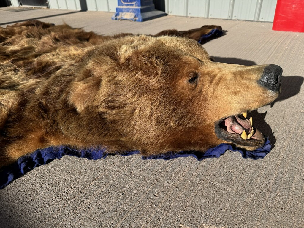 FHRUG301 - Brown Bear Rug Taxidermy