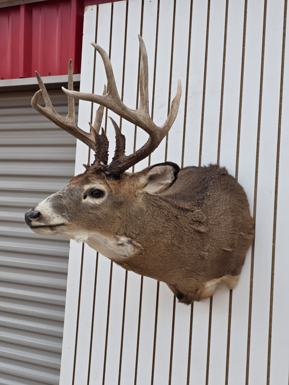 Drmq109 - White-Tailed Deer Shoulder Mount – Taxidermy Wall Display