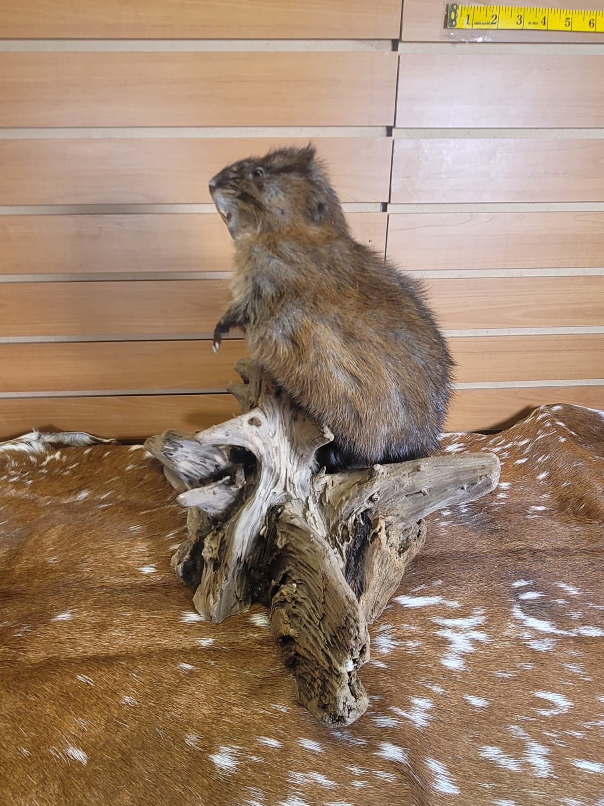 FHMUS300 - American Red Squirrel Taxidermy Mount