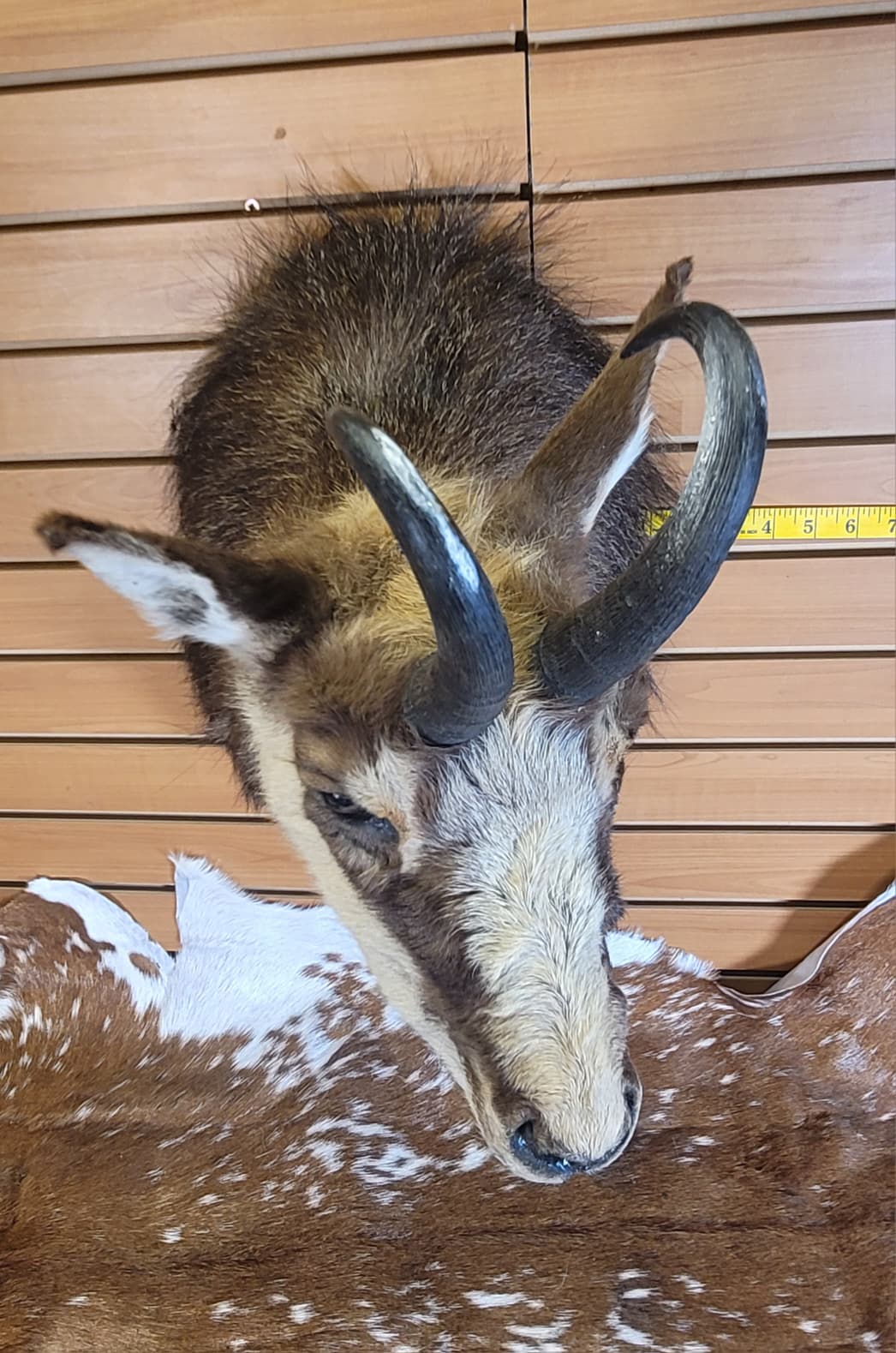 FHGOA301 - Chamois Head – Taxidermy Mount