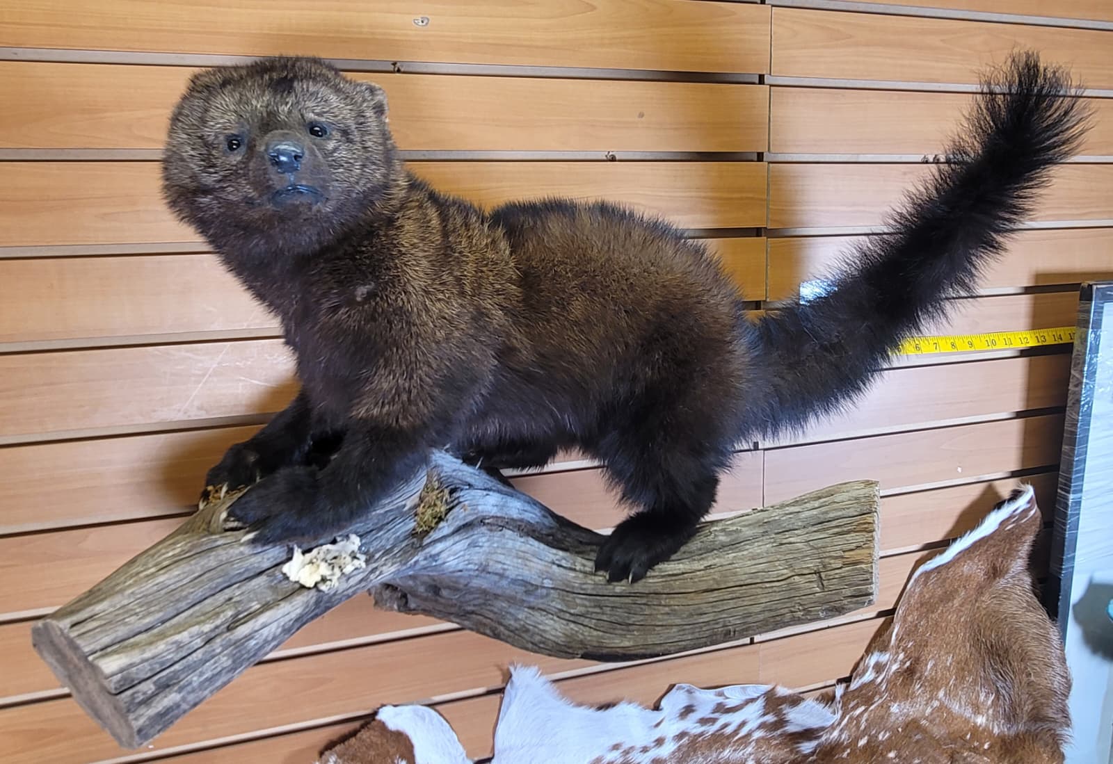 FHPC300 - Fisher – Taxidermy Mount