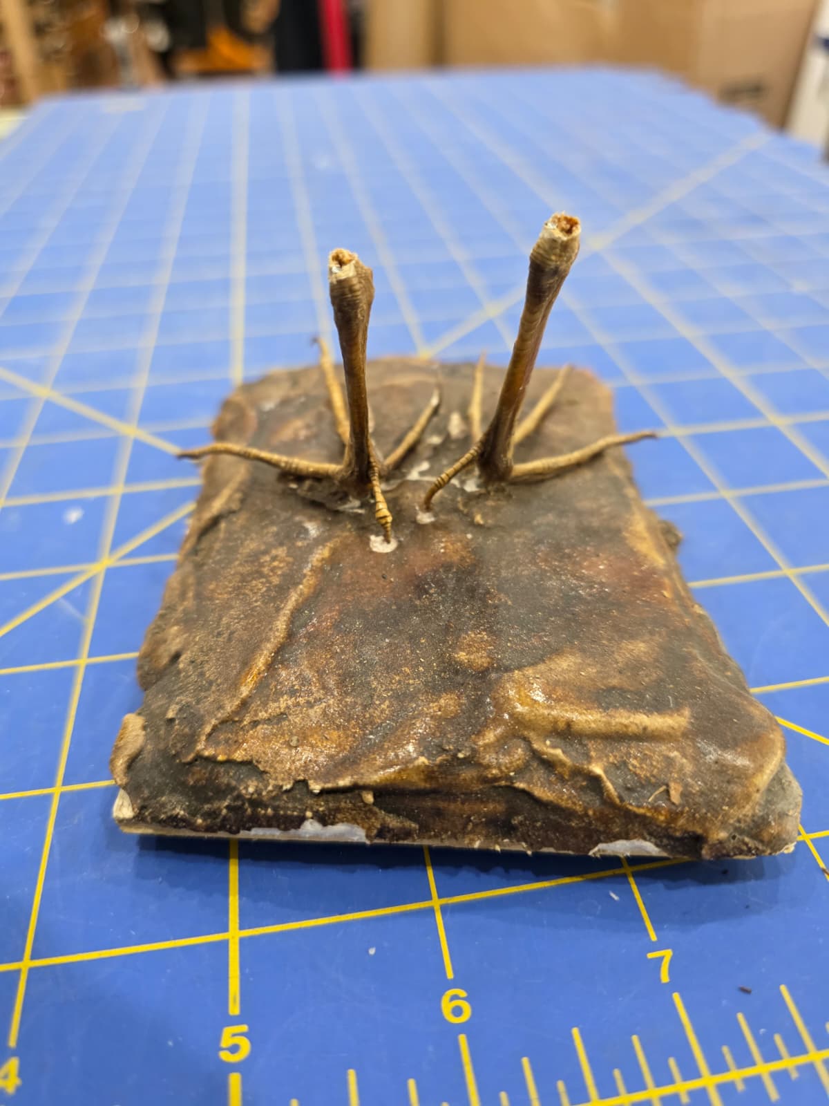 JTV317 - Water Rail Feet – Lifelike Taxidermy Specimen